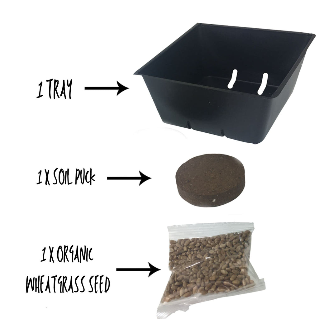 Organic Cat Grass Kit with Tray and Wheatgrass Seed U101