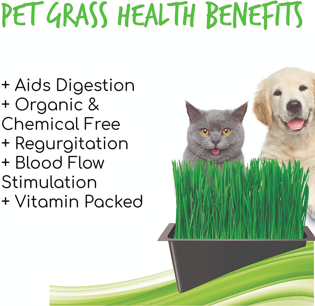 Organic Cat Grass Kit with Tray and Wheatgrass Seed U101