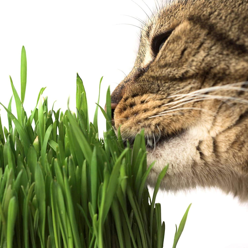 Organic Cat Grass Kit with Tray and Wheatgrass Seed U101