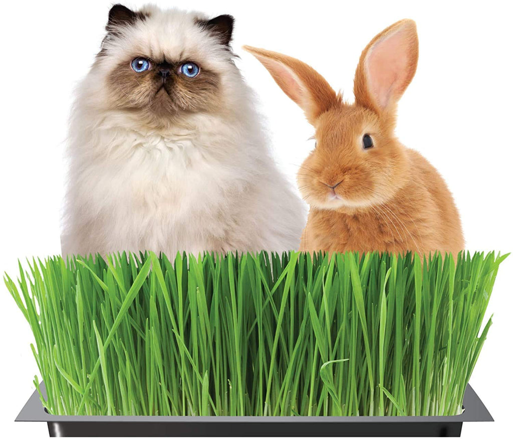 Organic Cat Grass Kit with Tray and Wheatgrass Seed U101
