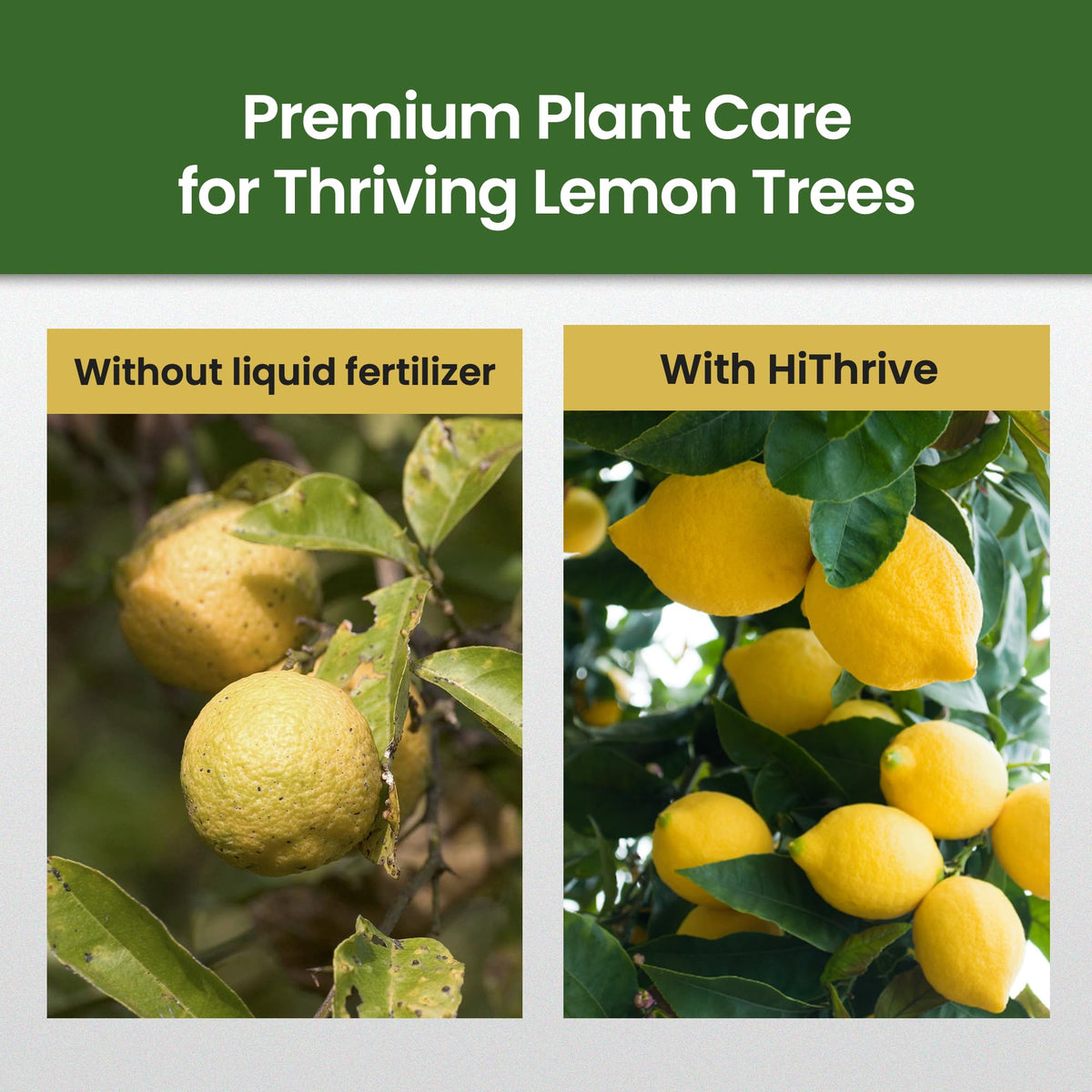 16oz 4-3-6 Liquid Fertilizer D92401