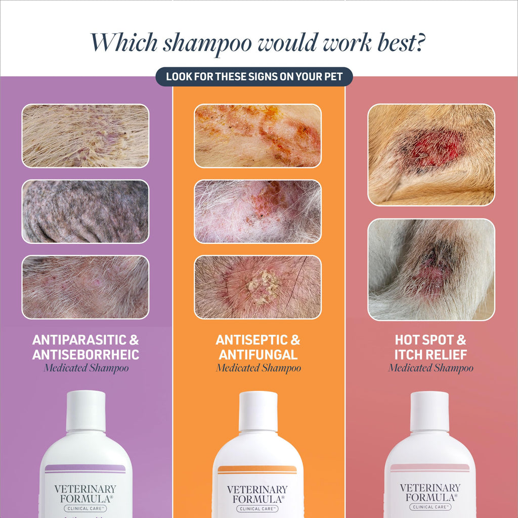 Antiseptic & Antifungal Shampoo, 16 oz T331768